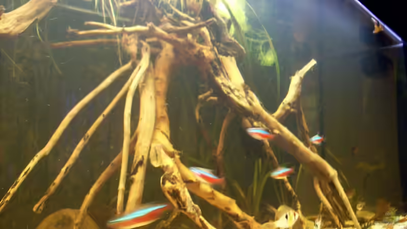 Aquarium Becken 25669 von Dr.Fishtank (5)