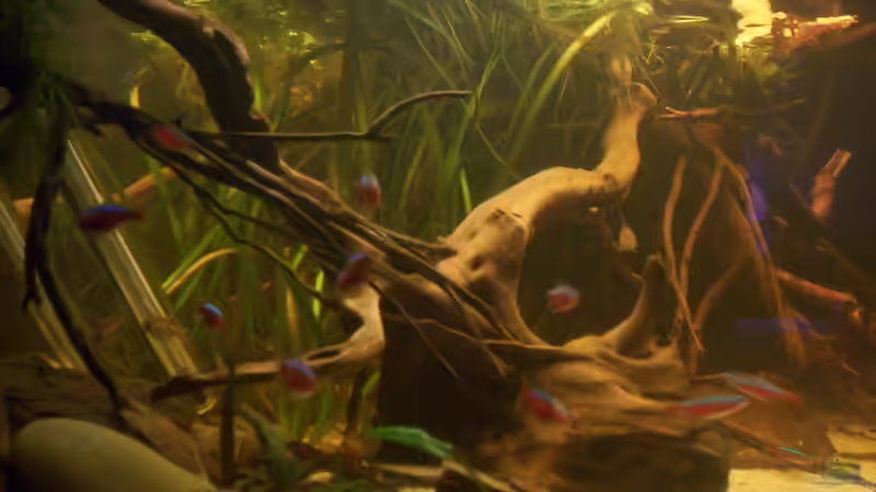 Aquarium Becken 25669 von Dr.Fishtank (8)