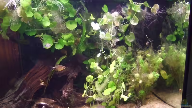 Aquarium Becken 25713 von Süsswasserskipper (2)