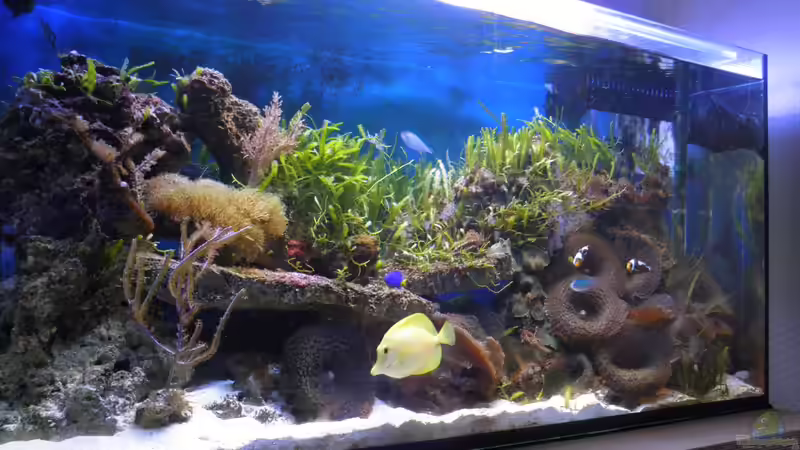 Aquarium Becken 25777 von Seewasserpanscher (12)