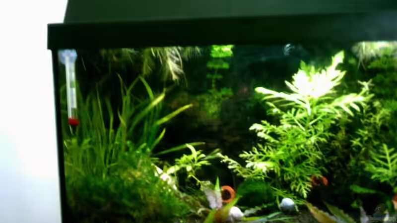 Aquarium Becken 2581 von Lydia Schneider (2)