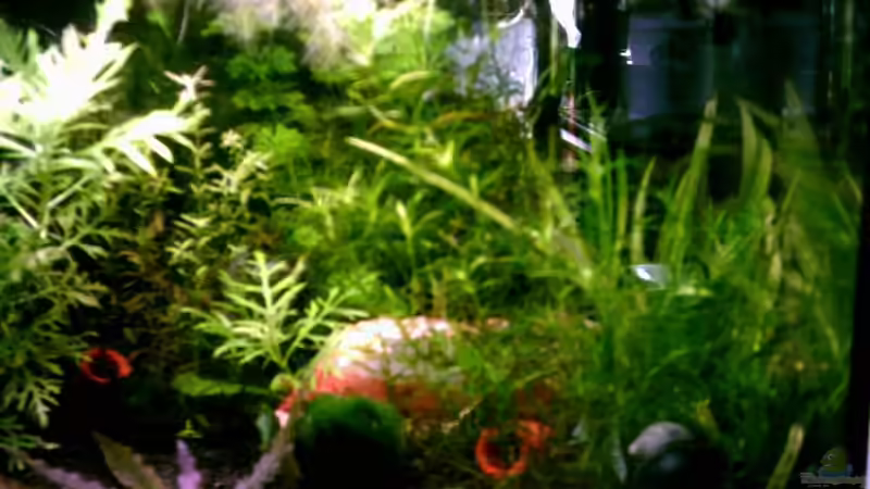 Aquarium Becken 2581 von Lydia Schneider (4)