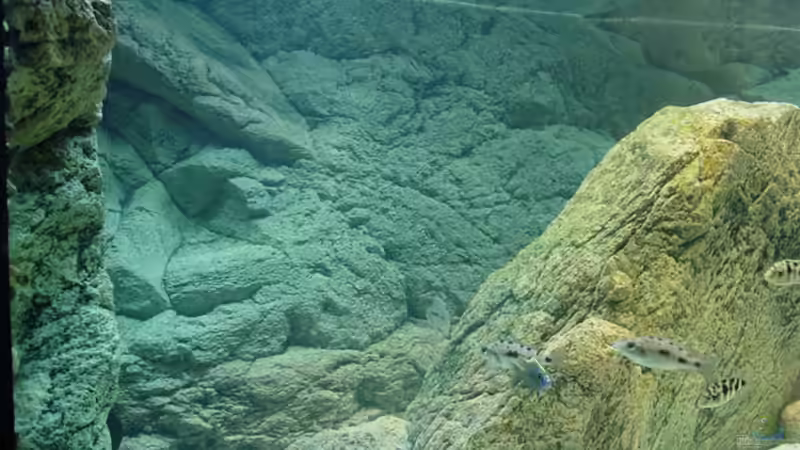 Aquarium Becken 2583 von Marco Camillo (2)