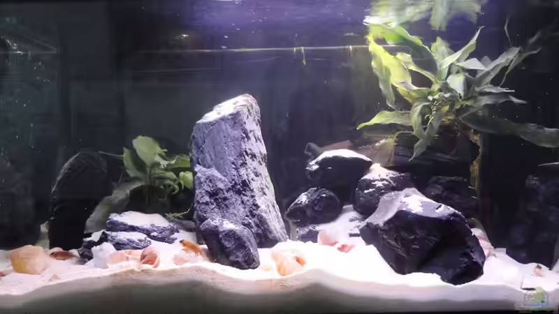 Aquarium Becken 25837 von Der Schwede (2)