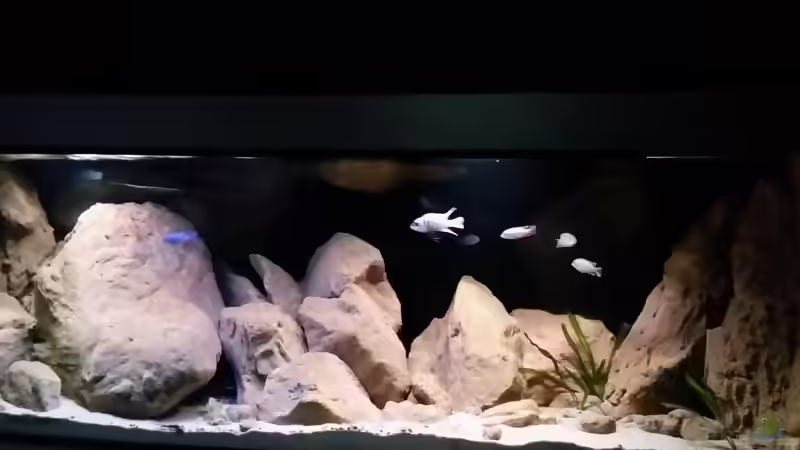 Aquarium Becken 25855 von Sauerlandmalawi (2)