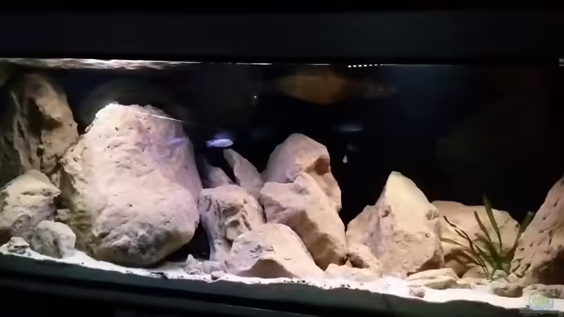 Aquarium Becken 25855 von Sauerlandmalawi (3)