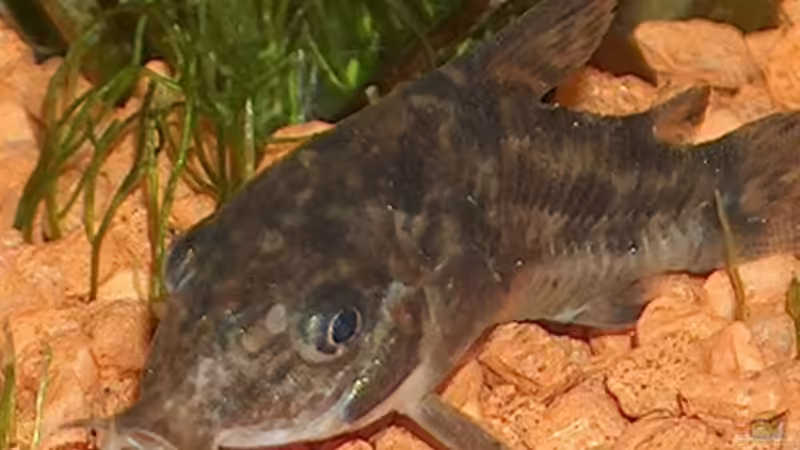 Aquarium Becken 2591 von Michael Kunz (2)