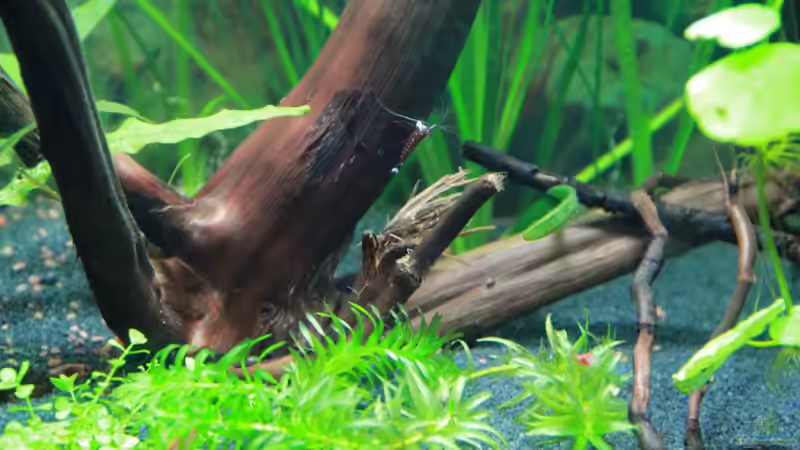 Aquarium Becken 25928 von tomsabi (2)