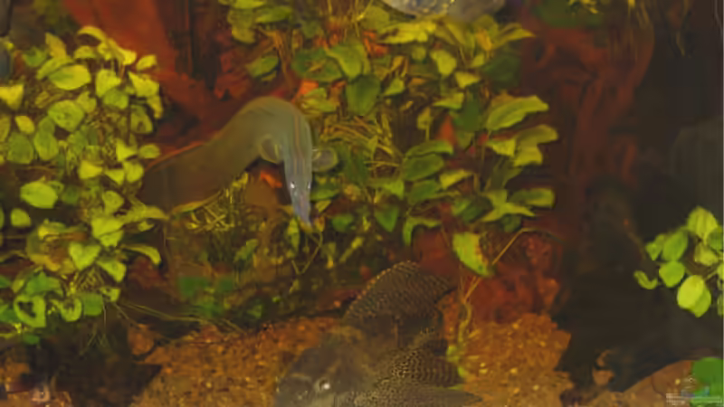 Aquarium Becken 2601 von Kirsten Schieß (2)