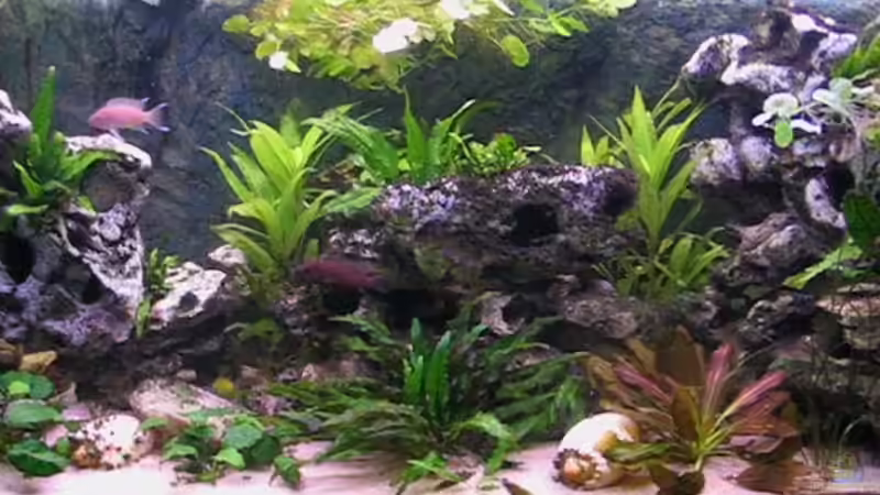 Aquarium Becken 2603 von Andreas&Andrea Wielpütz (2)