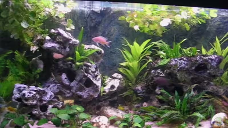 Aquarium Becken 2603 von Andreas&Andrea Wielpütz (3)