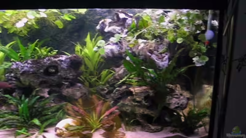 Aquarium Becken 2603 von Andreas&Andrea Wielpütz (4)