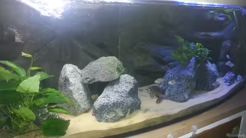 Aquarium Becken 26057 von Udo Lehr (2)