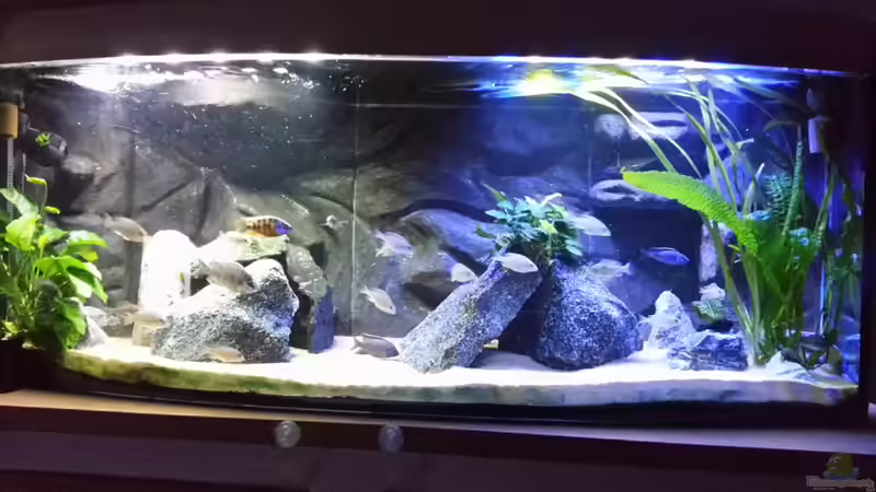 Aquarium Becken 26057 von Udo Lehr (3)