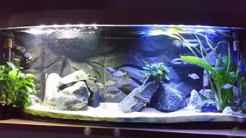 Aquarium Becken 26057 von Udo Lehr (4)