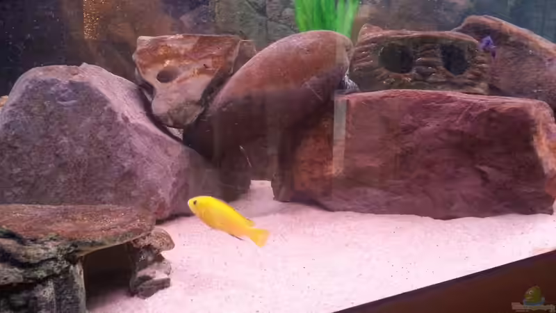 Aquarium Becken 26079 von Malawi Maik (2)