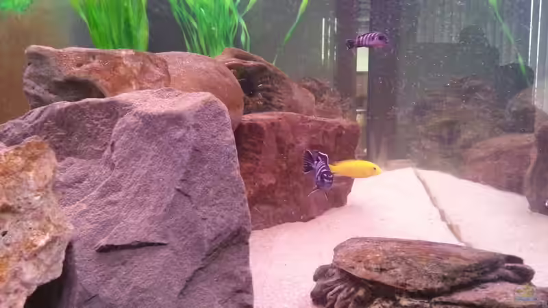 Aquarium Becken 26079 von Malawi Maik (3)