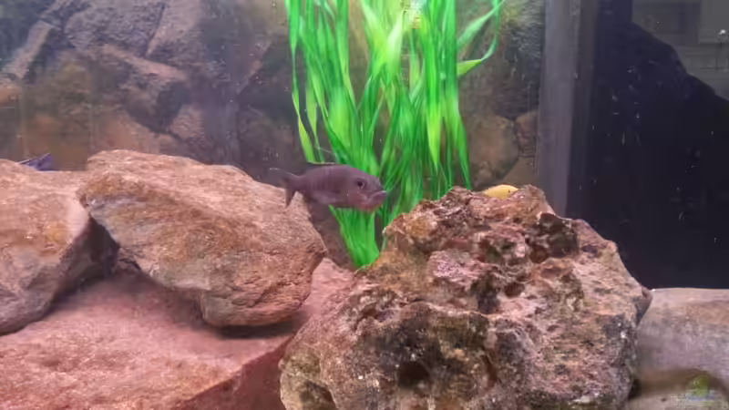 Aquarium Becken 26079 von Malawi Maik (4)