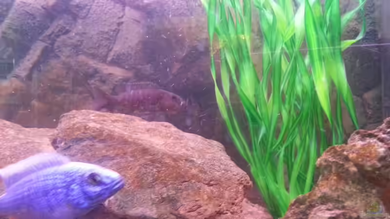 Aquarium Becken 26079 von Malawi Maik (5)