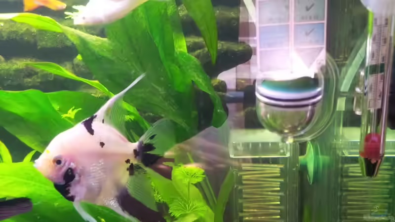 Aquarium Becken 26105 von Thomas Böcker (2)