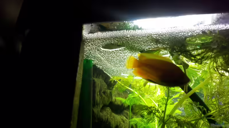 Aquarium Becken 26105 von Thomas Böcker (3)