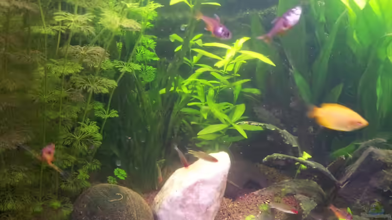 Aquarium Becken 26105 von Thomas Böcker (4)