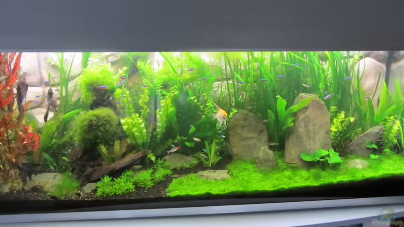 Aquarium Becken 26108 von Ralf28 (3)