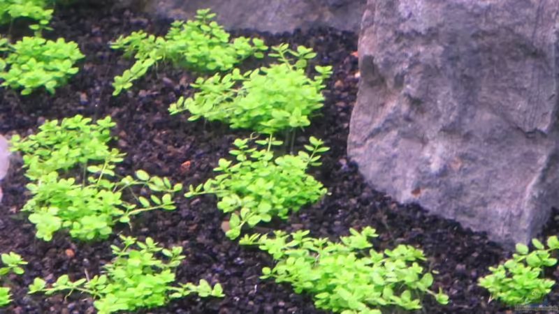 Aquarium Becken 26108 von Ralf28 (6)