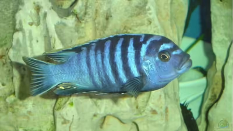 Aquarium Becken 262 von Sabine Scheil (2)