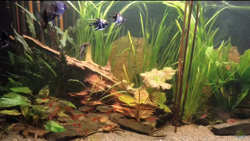 Aquarium Becken 26221 von Andreas Mayer (2)