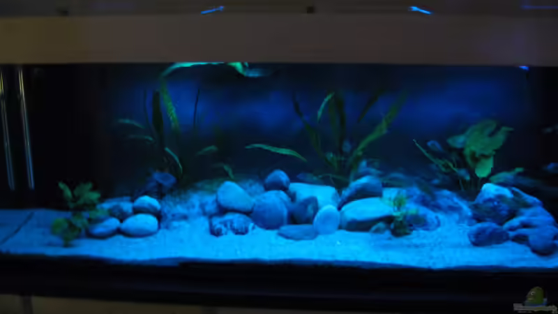 Aquarium Becken 26227 von Jens Ullrich (2)