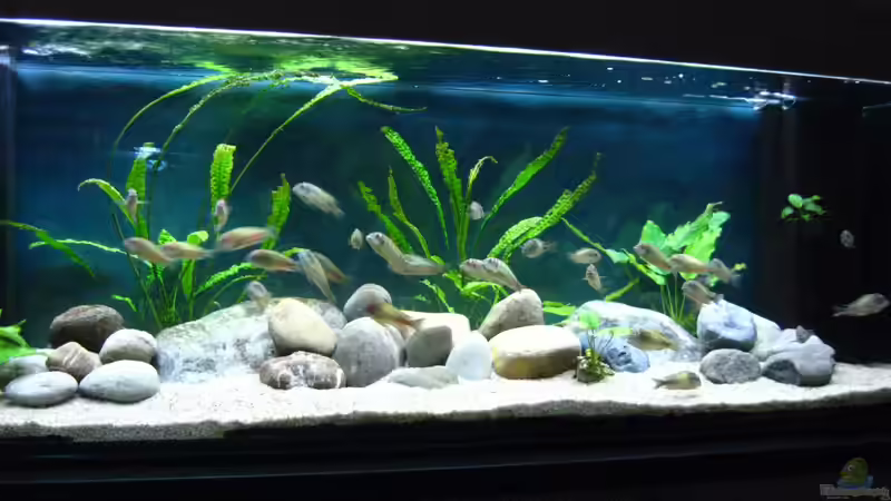 Aquarium Becken 26227 von Jens Ullrich (3)