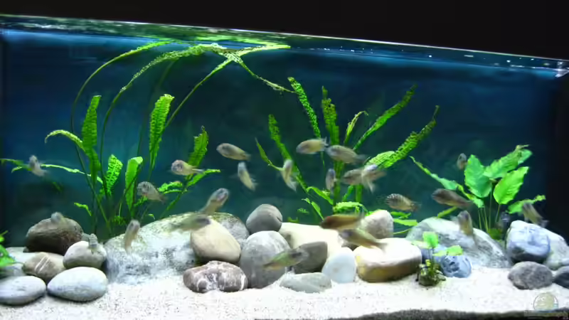 Aquarium Becken 26227 von Jens Ullrich (4)