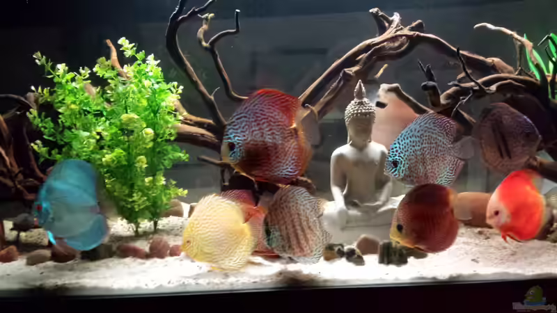 Aquarium Becken 26301 von Timo2208 (2)