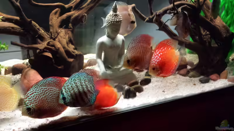 Aquarium Becken 26301 von Timo2208 (3)