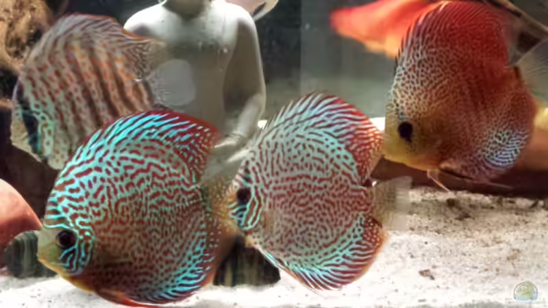 Aquarium Becken 26301 von Timo2208 (4)