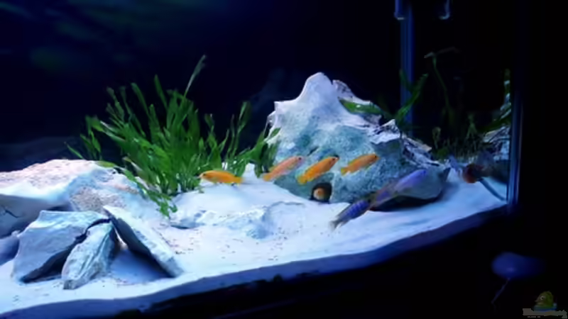 Aquarium Becken 2635 von Nikola Balov (3)