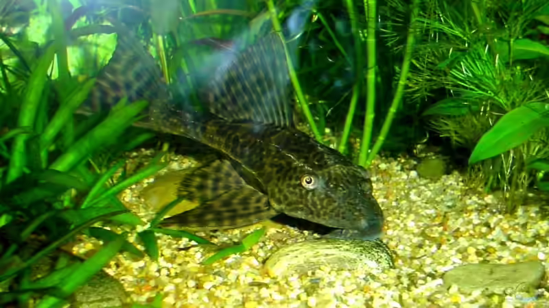 Aquarium Becken 2636 von Daniel Kronmüller (9)