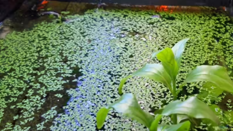 Aquarium Becken 2638 von Daniel Raasch (3)