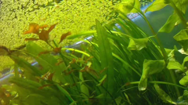 Aquarium Becken 2638 von Daniel Raasch (4)