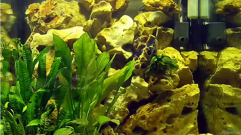 Aquarium Becken 264 von Stefan Kellner (2)