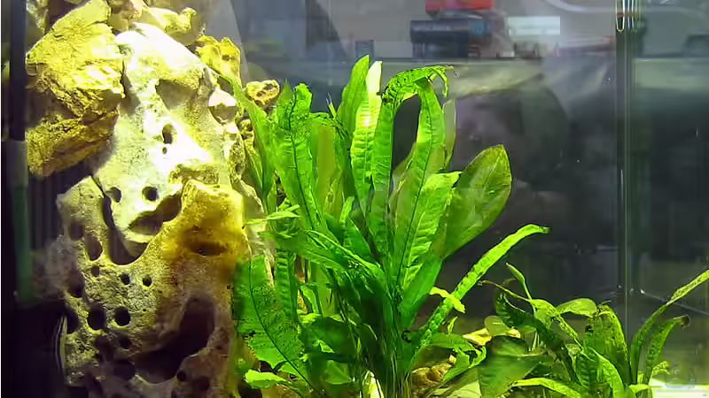 Aquarium Becken 264 von Stefan Kellner (3)