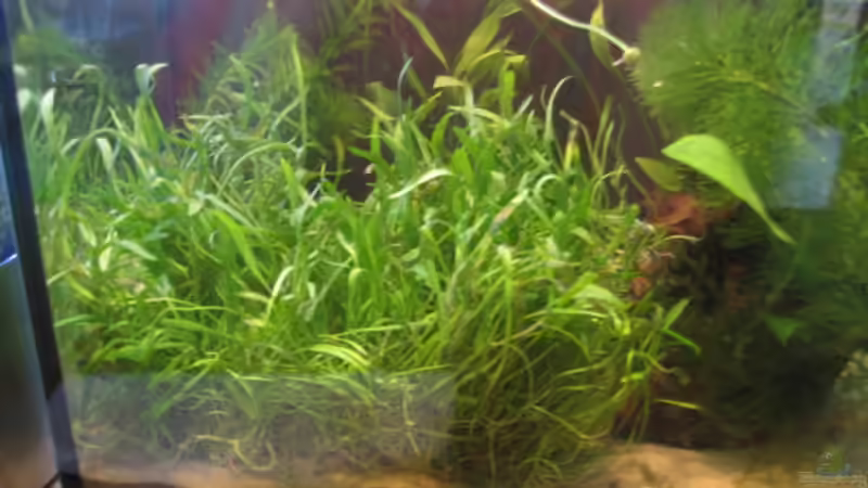 Aquarium Becken 2650 von Sabine Kainz (3)