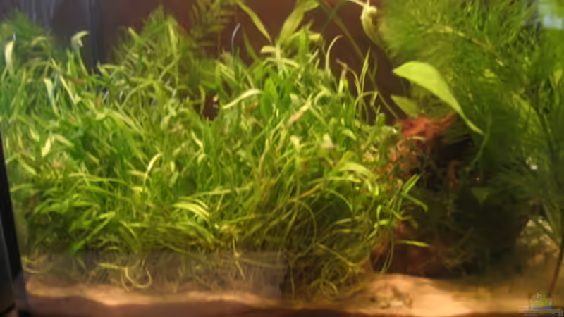 Aquarium Becken 2650 von Sabine Kainz (4)