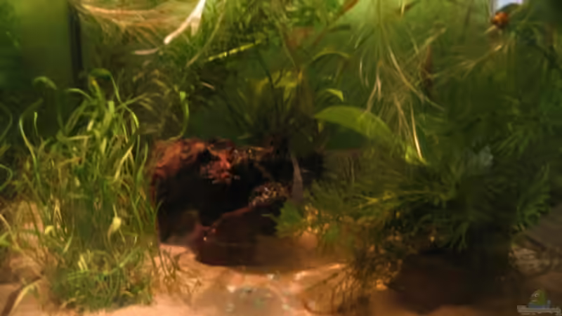 Aquarium Becken 2650 von Sabine Kainz (5)