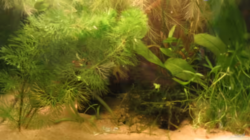 Aquarium Becken 2650 von Sabine Kainz (7)