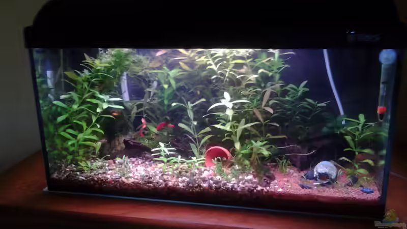 Aquarium Becken 26522 von derguppy11 (3)