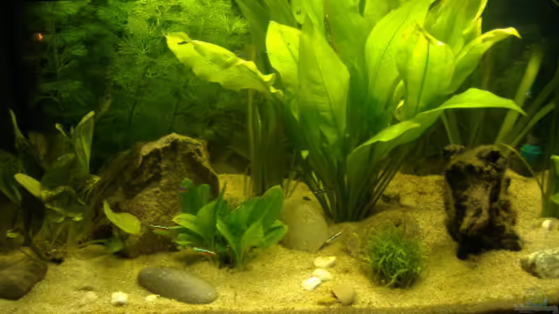 Aquarium Becken 2654 von Andreas Lustenberger (2)