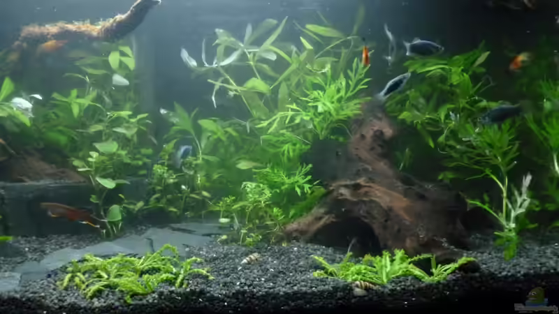 Aquarium Becken 26559 von AquaNRW (13)