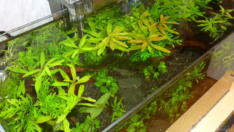 Aquarium Becken 26559 von AquaNRW (4)